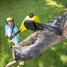 Best Seasonal Cleanup (Spring/Fall)  in Beltsville, MD