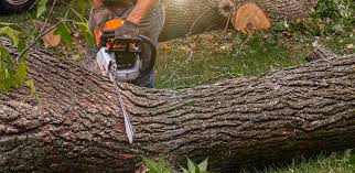 Reliable Beltsville, MD Tree Removal Solutions
