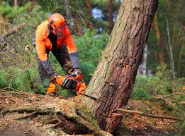 How Our Tree Care Process Works  in  Beltsville, MD