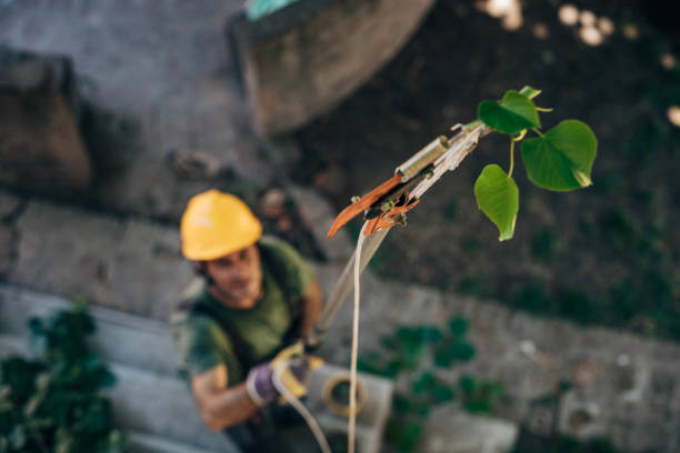 Best Tree and Shrub Care  in Beltsville, MD