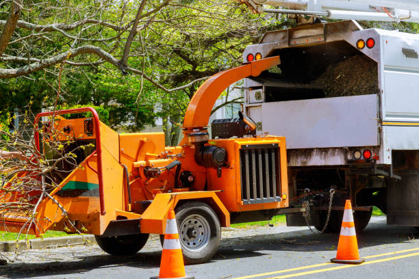 Best Emergency Tree Removal  in Beltsville, MD