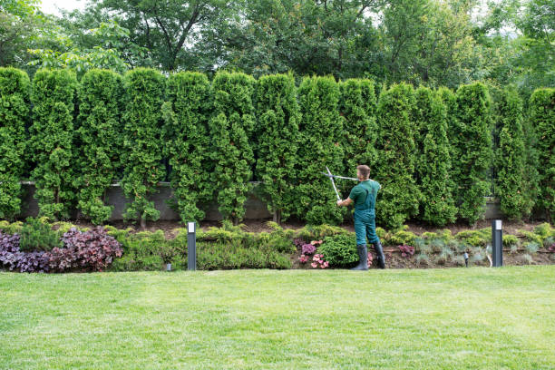 Best Sod Installation  in Beltsville, MD