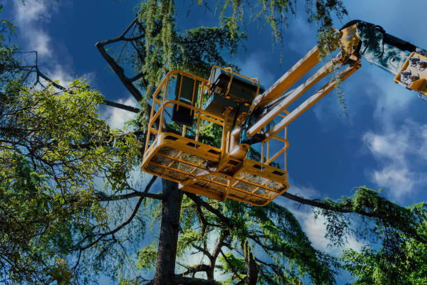 Best Utility Line Clearance  in Beltsville, MD