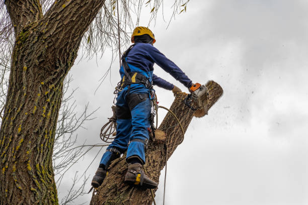 Best Tree Trimming and Pruning  in Beltsville, MD