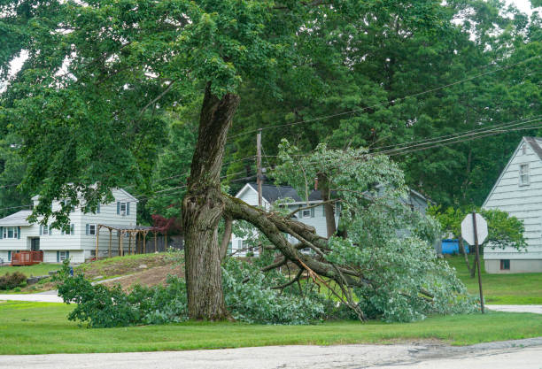 Best Arborist Consultation Services  in Beltsville, MD