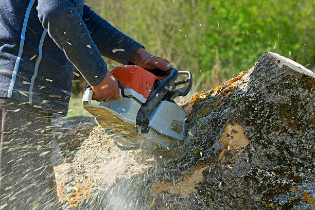 Best Lawn Grading and Leveling  in Beltsville, MD